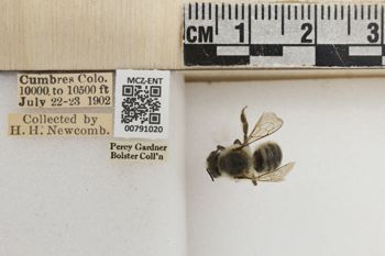 Media type: image;   Entomology 791020 Aspect: Labels